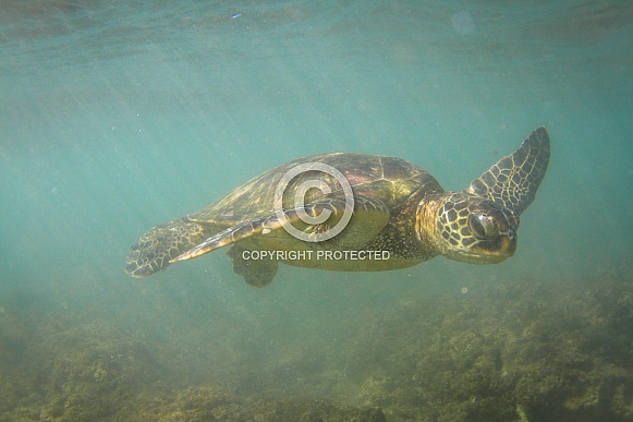 Hawaiian Green Sea Turtle Hawaiian Green Sea Turtle