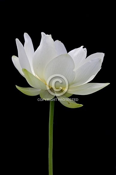 Water Lily Water Lily