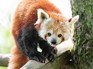 Red panda showing tongue
