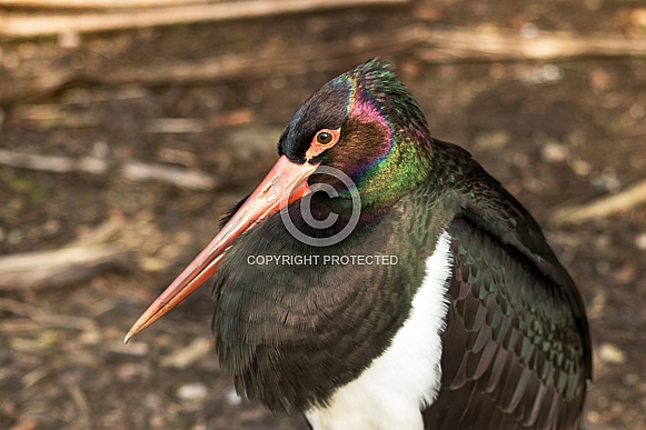 Black Stork Close Up Black Stork Close Up