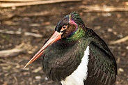 Black Stork Close Up