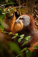 Sumatran orangutan in the jungle.