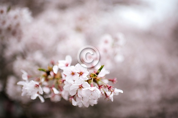 Cherry Blossom Cherry Blossom