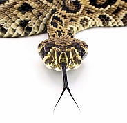 Rattlesnake stare front view straight on with tongue out. Neonate, young or juvenile eastern diamondback rattlesnake - crotalus adamanteus isolated cutout on white