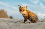 Red Fox cub in nature