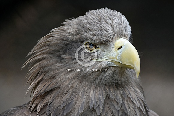 Sea Eagle