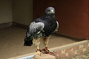 Grey Buzzard Eagle