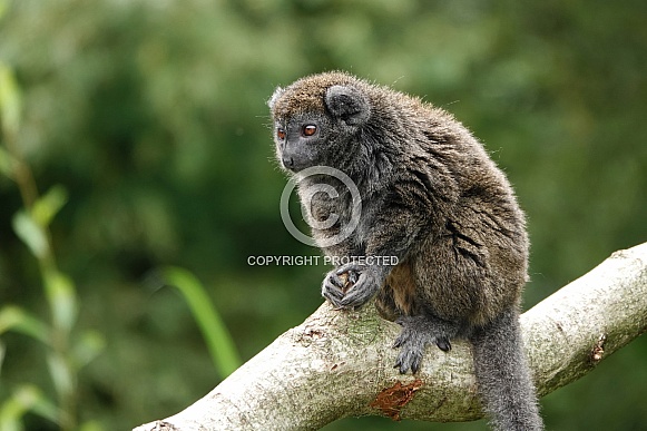 Lac Alaotra bamboo lemur