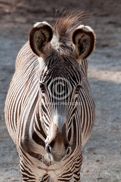 Zebra Zebra