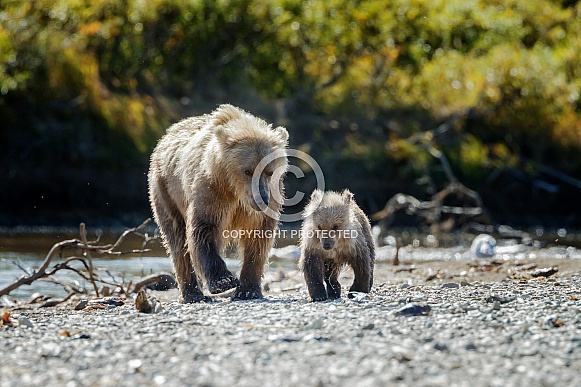 Grizzly female and her cub