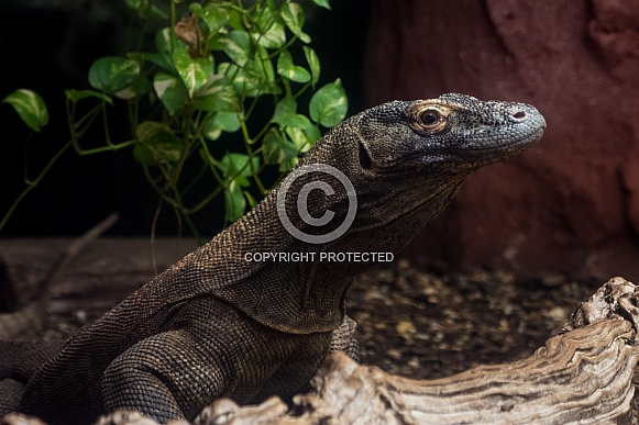 Komodo Dragon