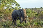 African Elephant