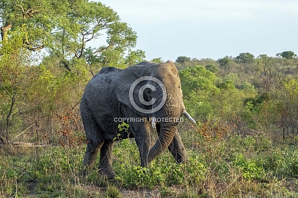 African Elephant African Elephant