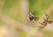 Orb weaver male and female. Spiders.
