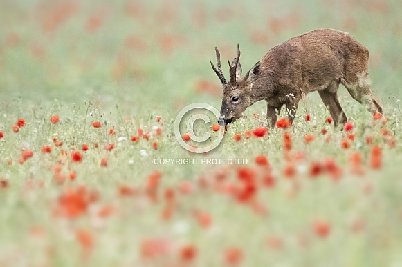 Roe deer buck