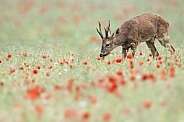 Roe deer buck