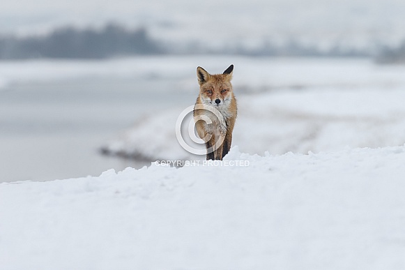 Red fox in wintertime Red fox in wintertime