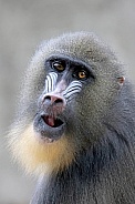 Mandrill (Mandrillus sphinx)
