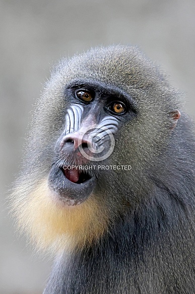 Mandrill (Mandrillus sphinx)