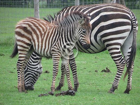 Baby Zebra