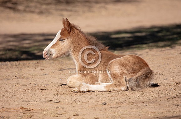 Baby horse resting in the dirt