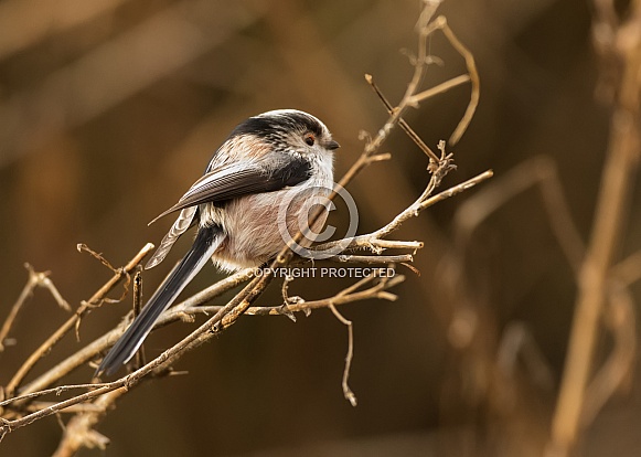 Long Tailed Tit Long Tailed Tit