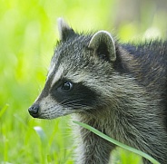 Raccoons
