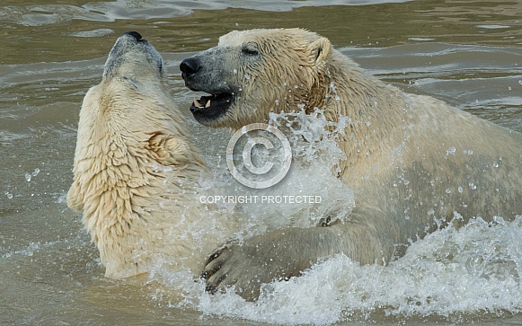 Polar Bears Polar Bears