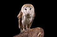 Barn Owl Full Body Black Background