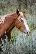 Wild Horse (Equus caballus)