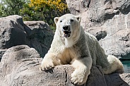 Polar Bear