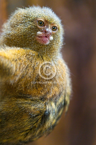 Pygmy Marmoset Pygmy Marmoset