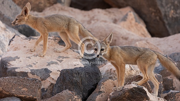 Kit Fox, Vulpes macrotis