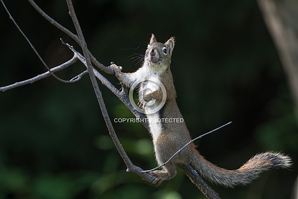 American Red Squirrel or Pine Squirrel