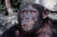 Chimpanzee (Pan Troglodytes)