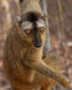 Brown Lemur