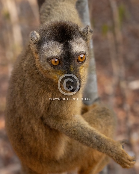 Brown Lemur