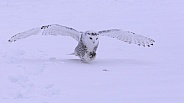 Snowy Owl Hunting a Rodent