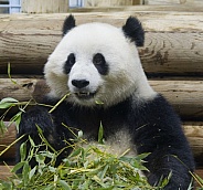 Giant Panda