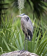 Great blue heron standing in a swamp