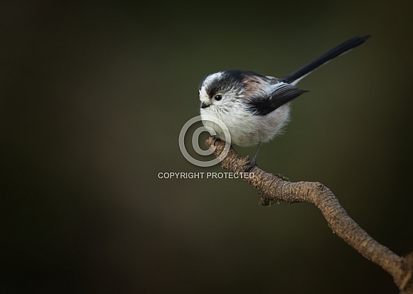 Long Tailed Tit Long Tailed Tit