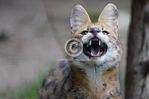 Serval