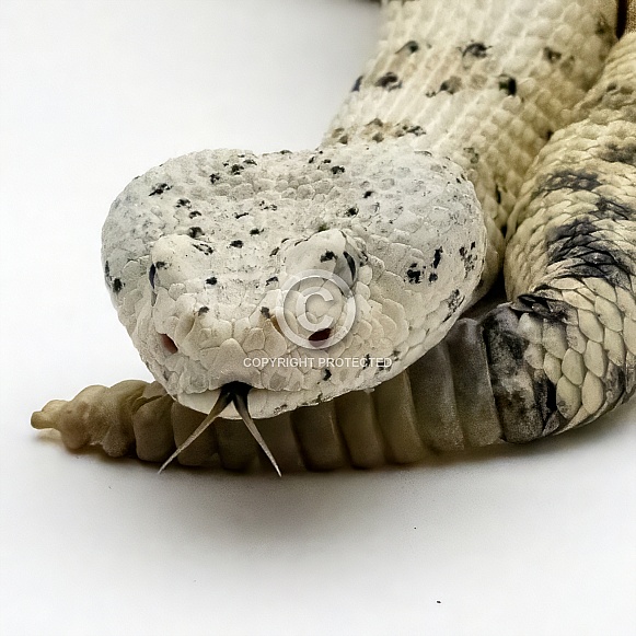 White Speckled Rattlesnake