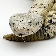 White Speckled Rattlesnake