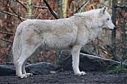Hudsonbay wolf