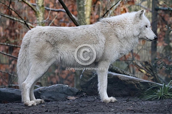 Hudsonbay wolf