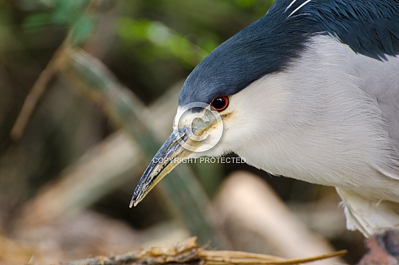 Black-crowned Night Heron