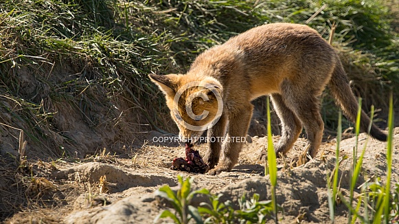 Red fox cub/cubs in nature