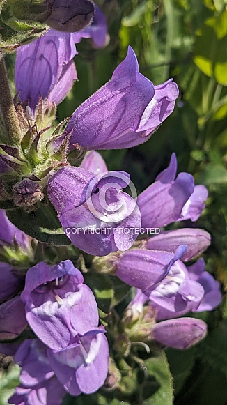 Stickystem Penstemon (Penstemon glandulosus)