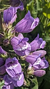 Stickystem Penstemon (Penstemon glandulosus)